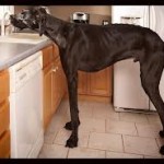 Este es el perro más alto del mundo segun Guinness