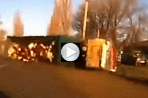 Video: Impresionante accidente de un camión que transportaba vacas