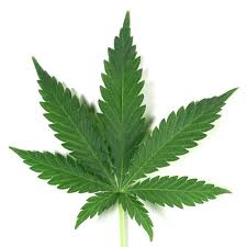 Fallo declara inconstitucional la norma que castiga el cultivo de plantas de marihuana para consumo personal