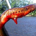 Fotos de un pez monstruo revoluciona las redes sociales