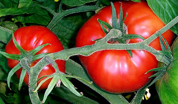 Fiesta Nacional del Tomate y la producción en Río Negro