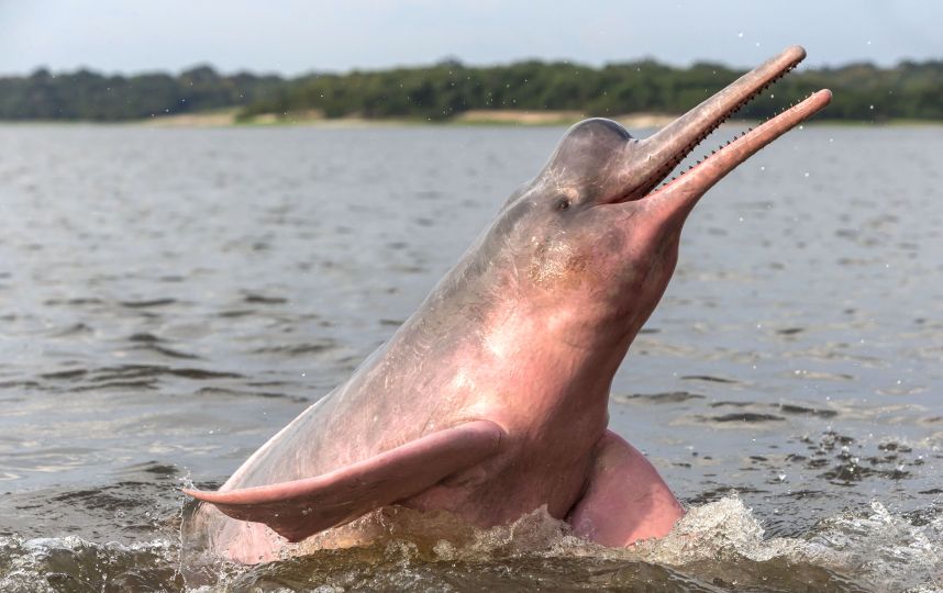 delfin rosado 2