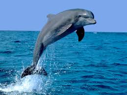 El delfín es el animal con más memoria