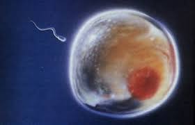 Científicos logran crear esperma femenino y óvulos masculinos