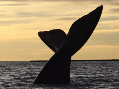 Puerto Madryn - El espectaculo de las ballenas y los lobos marinos