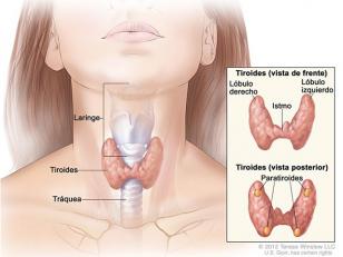 Sólo el 25% de las personas que se les detecta nódulos tiroideos completa los estudios para determinar su malignidad o benignidad