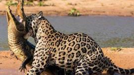 Video: Jaguar que caza cocodrilos