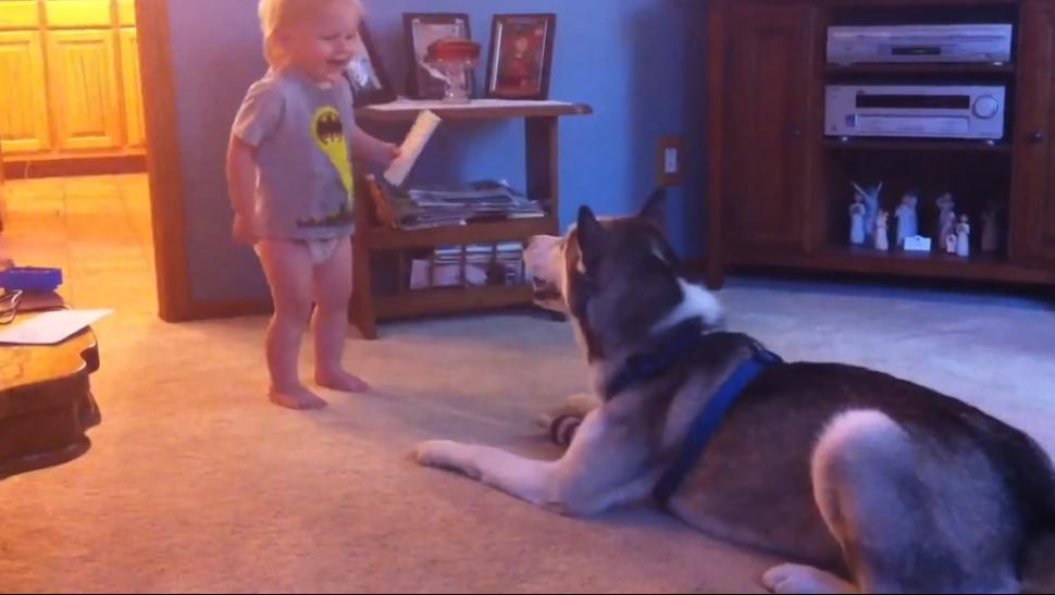 Video: Increíble conversación entre un bebé y un husky siberiano.