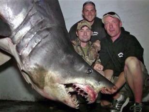 Este es tiburón más grande del mundo capturado al momento