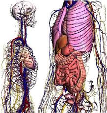 GOOGLE BODY ESPA�OL - EL MAPA DEL CUERPO