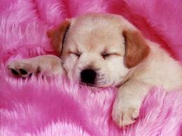 QUE ES LO QUE PIDE EN REALIDAD UN NI�O CUANDO PIDE UNA MASCOTA?