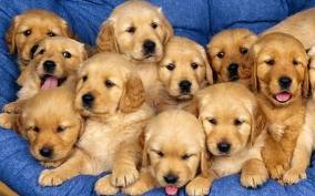 CUAL ES EL MAXIMO DE PALABRAS QUE PUEDEN ENTENDER LOS PERROS?