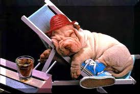 COMO ADIESTRAR UN PERRO?