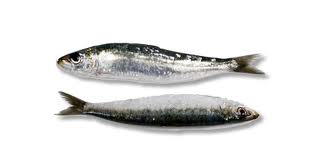 EL MEJOR ALIMENTO DEL MUNDO