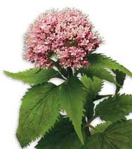 VALERIANA - EL SEDANTE NATURAL