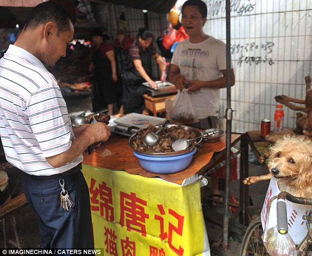 Video: As� cazan perros para cocinarlos en China