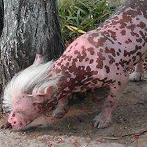 ENCUENTRAN UNA EXTRA�A CRIATURA EN CHINA. MIRA LAS FOTOS