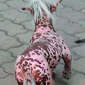 ENCUENTRAN UNA EXTRA�A CRIATURA EN CHINA. MIRA LAS FOTOS