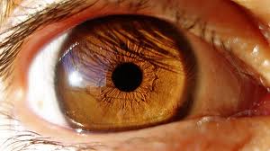 LA PRESION OCULAR Y EL GLAUCOMA