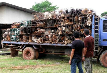 Robo de perros para consumo desata una ola de violencia en Vietnam