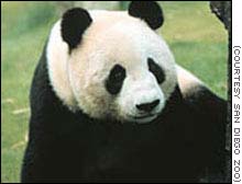 Hua Mei, nacida en 1999, es hija de dos pandas gigantes que fueron prestados por China al zool�gico de San Diego.