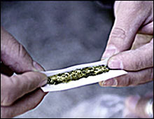 Ni�o de cinco a�os espolvorea marihuana sobre lasa�a en una escuela