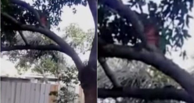 Captó el preciso momento en que un duende se encontraba en el árbol ubicado en su jardín