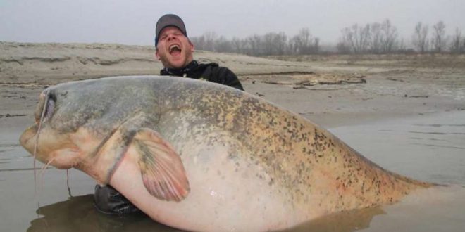 Atraparon un enorme pez de 129 kilos
