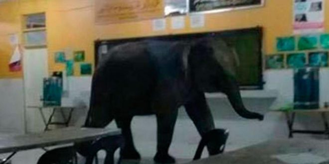 Un elefante ingresó a un colegio y causó pánico