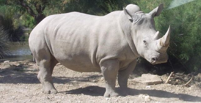 Murió el último macho de rinoceronte blanco del norte