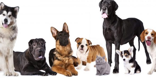 Las razas de perros más buscadas por los argentinos