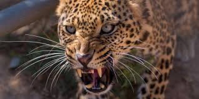 Nene de tres años fue devorado por un leopardo