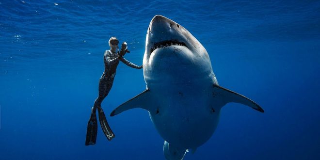 El tiburón blanco más grande jamás filmado