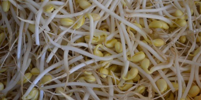 Buenas señales en el agro: crece el precio de la soja