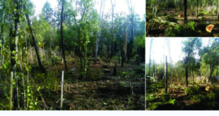 Usurpadores de una reserva forestal en El Bolsón venden por redes sociales las tierras tomadas