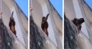 Video: Un Mono armado amenazó a personas y robó tiendas
