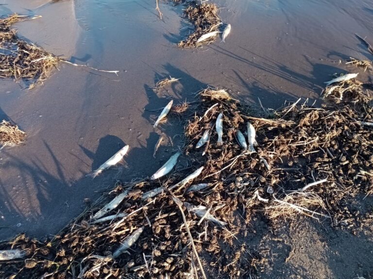 Investigan posible derrame de cianuro tras muertes de peces y manchas en la piel de personas
