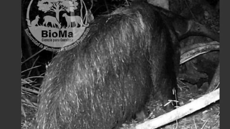 Regreso sorprendente: avistan un oso hormiguero en el Iberá tras 40 años