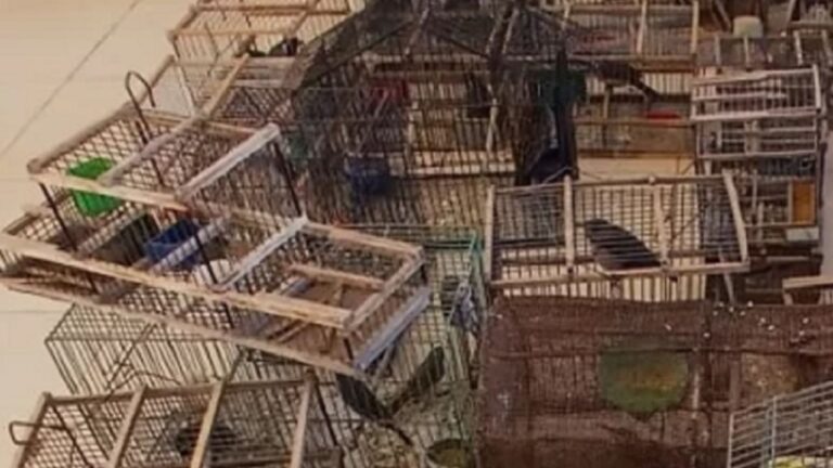 Desmantelan red de carreras ilegales y recuperan aves autóctonas secuestradas