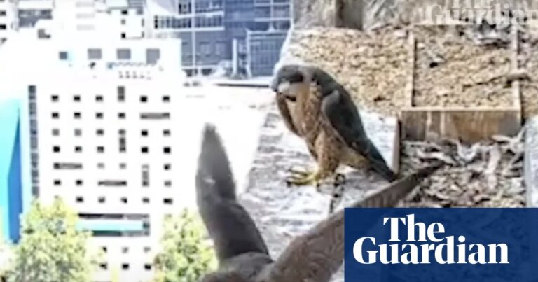 ¡Despegue en Melbourne! Los polluelos de peregrino de los rascacielos vuelan por primera vez.