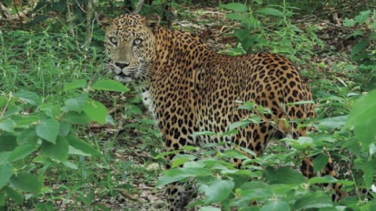 ¡Un leopardo regresó al oeste de Sudáfrica tras dos siglos!
