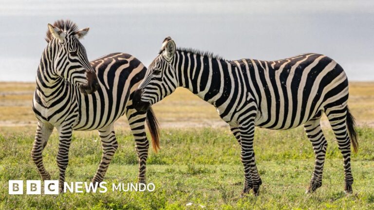 El misterio del blanco y negro en cebras, pandas y otros animales