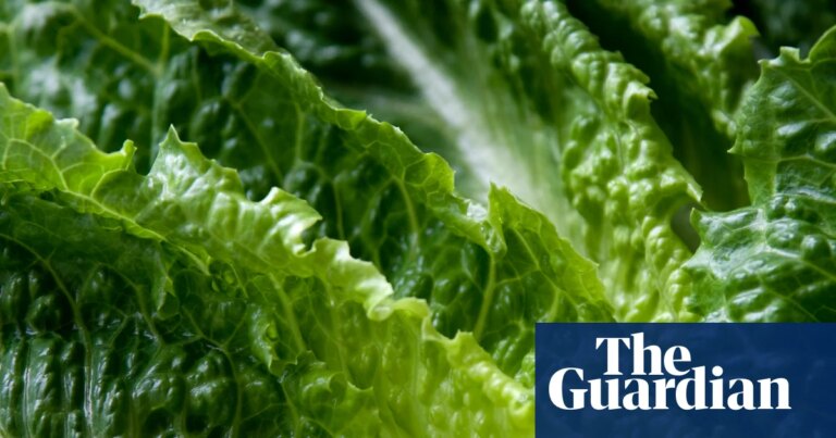 Confiscan $10.3 millones en metanfetaminas ocultas en un envío de lechuga en la frontera EE.UU.-México