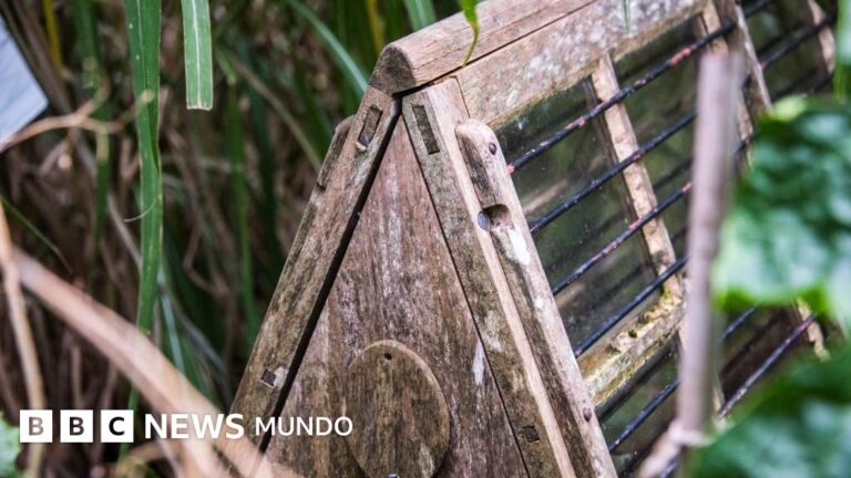 Las Ingeniosas Cajas de Ward: Un Cambio Revolucionario en la Economía Global