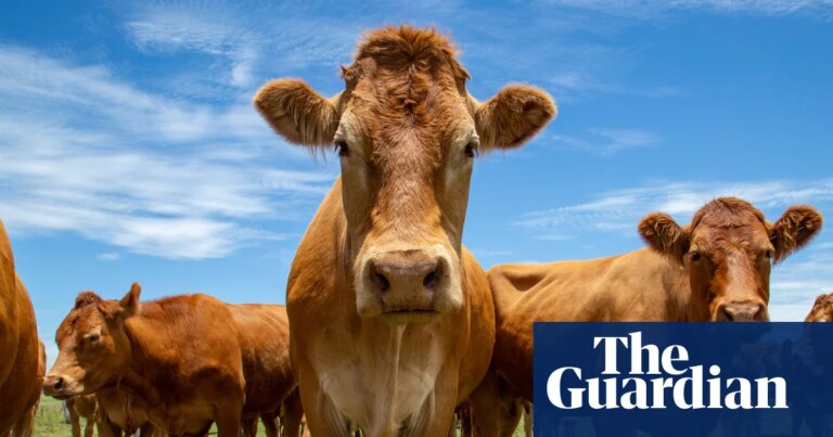 Australia celebra la eliminación de aranceles de Trump sobre la carne y alimentos importados