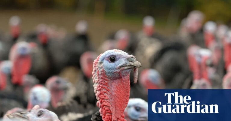 Impacto del brote de gripe aviar en el suministro de pavos para Navidad en el Reino Unido