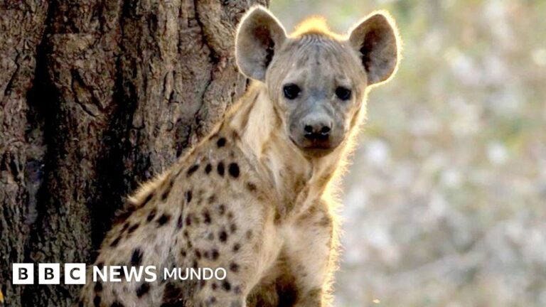 Un león sorprende al salvar a una hiena preñada de una jauría de perros salvajes