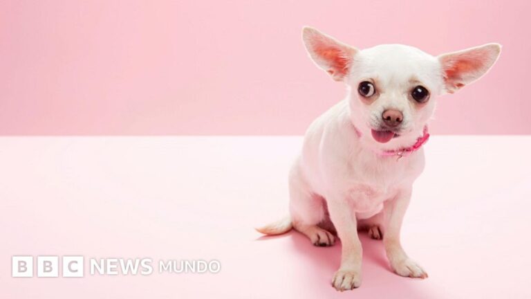 De Lobos a Chihuahuas: Un Estudio Revela el Origen Prehistórico de Nuestros Perros