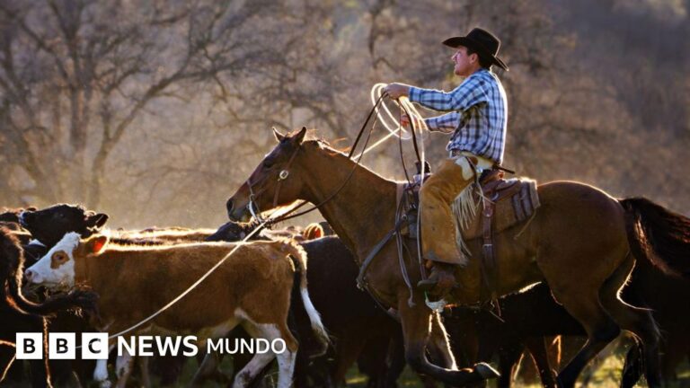 Furia Ganadera: La Traición de Trump al Permitir Importaciones de Carne Argentina