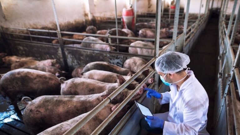 Productor porcino de Córdoba: «Con ‘Viva la Libertad’, se limita la elección laboral»